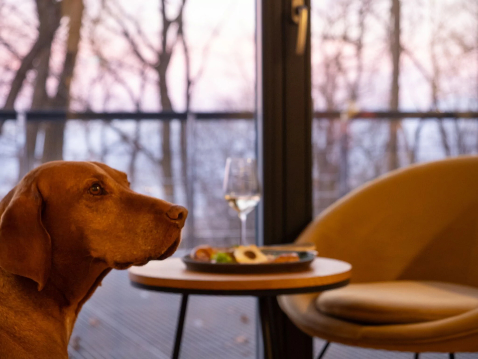 DOG HILL Apartman - Dunabogdny