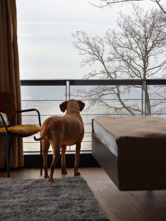 DOG HILL Apartman - Dunabogdny