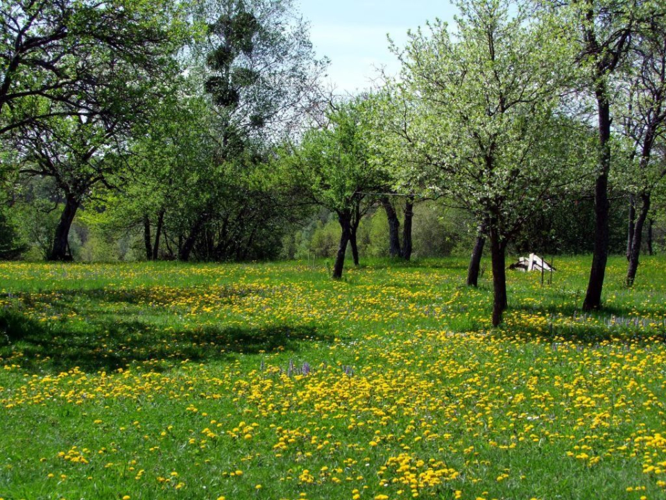 Gombsz Porta - Szalaf