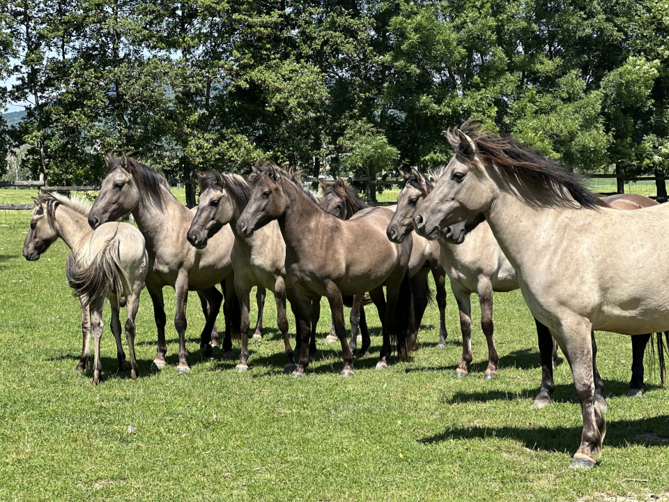 Kishosszrt Vendghz - Pcsvrad