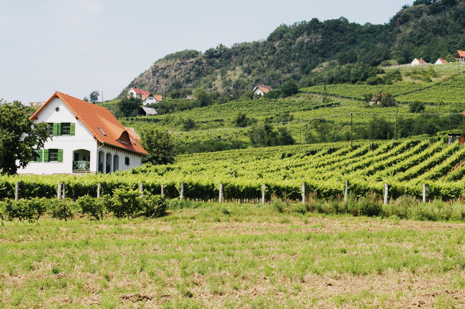 Kolonics pincészet vendégház - Somlóvásárhely