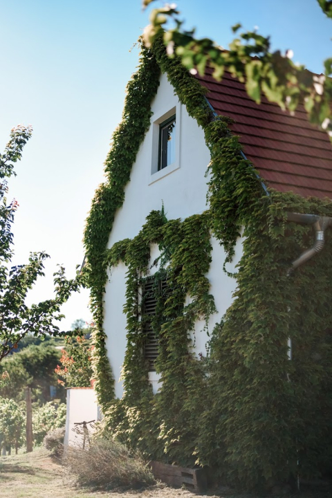 Kolonics pincészet vendégház - Somlóvásárhely