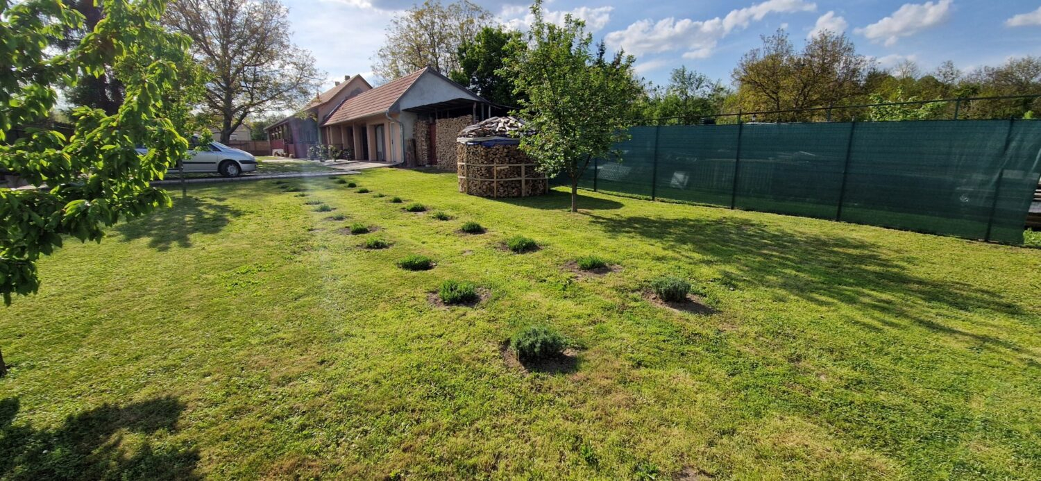 Levenduls hzik - Somogyacsa,Gerzdpuszta