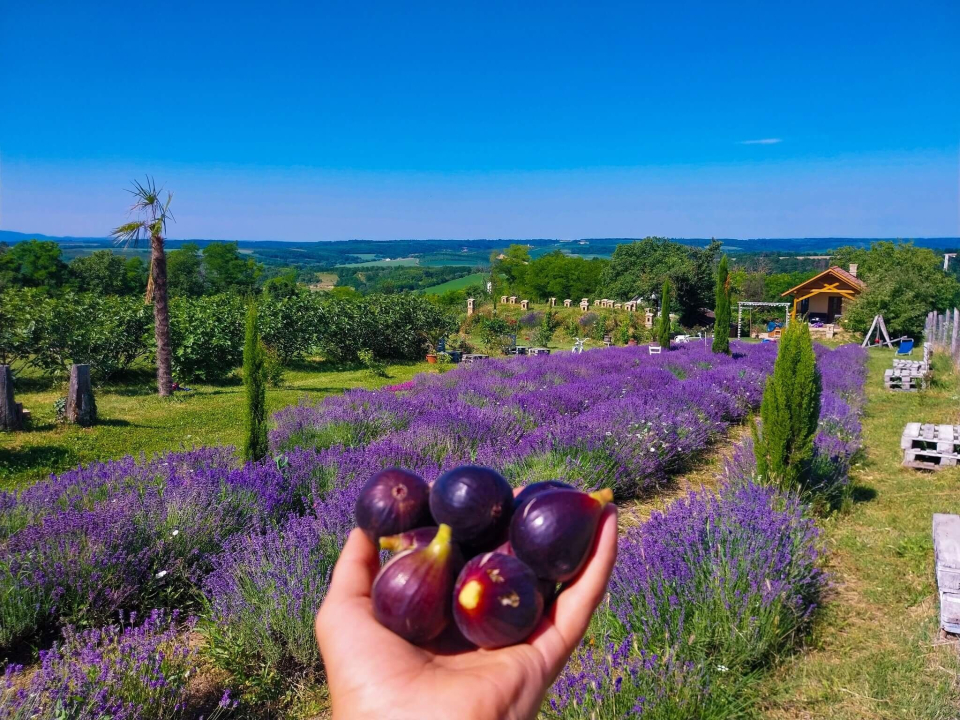 Mediterrn Birtok - Tevel