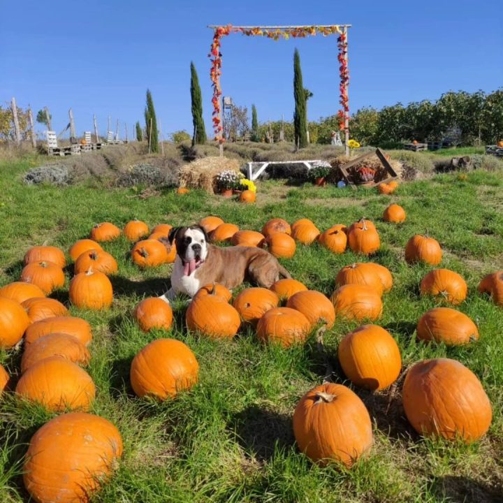 Mediterrn Birtok - Tevel