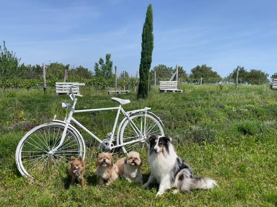 Mediterrn Birtok - Tevel