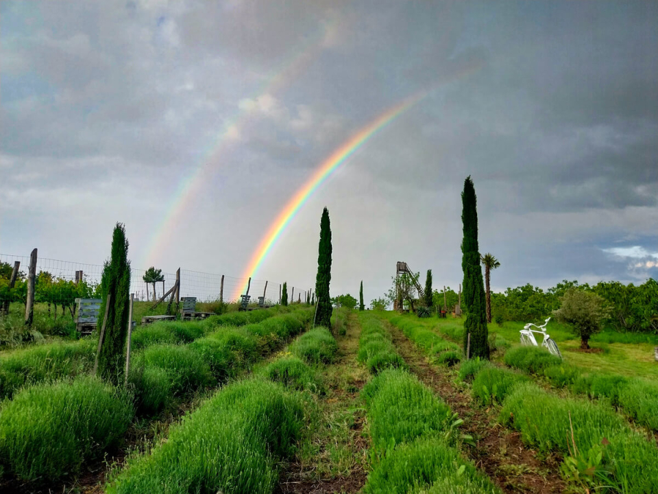 Mediterrn Birtok - Tevel