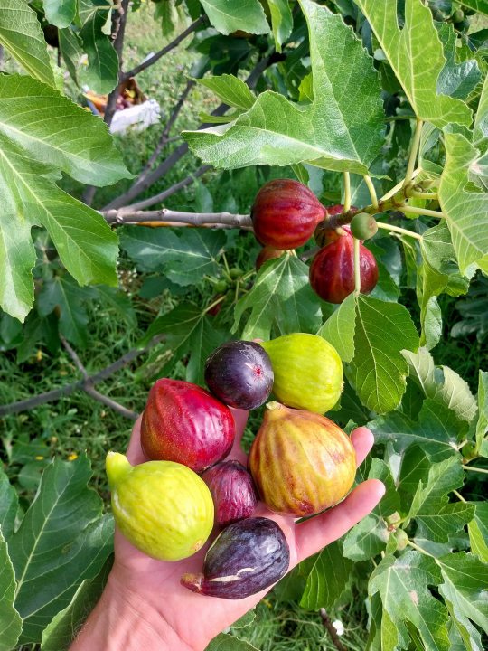 Mediterrn Birtok - Tevel