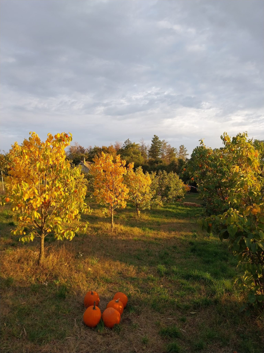 Mediterrn Birtok - Tevel