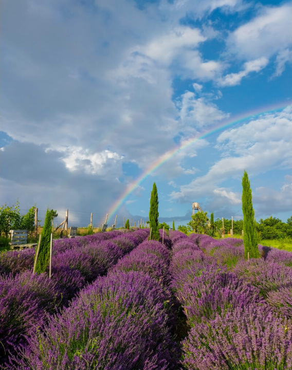 Mediterrn Birtok - Tevel