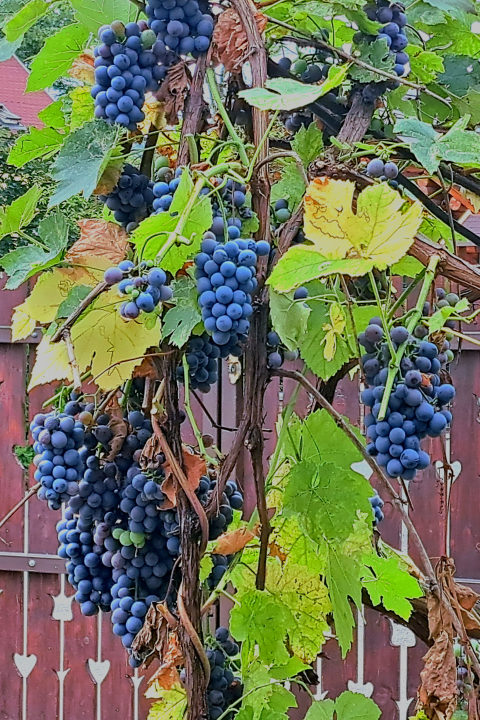 Patakparty Lak - Szilv�sv�rad