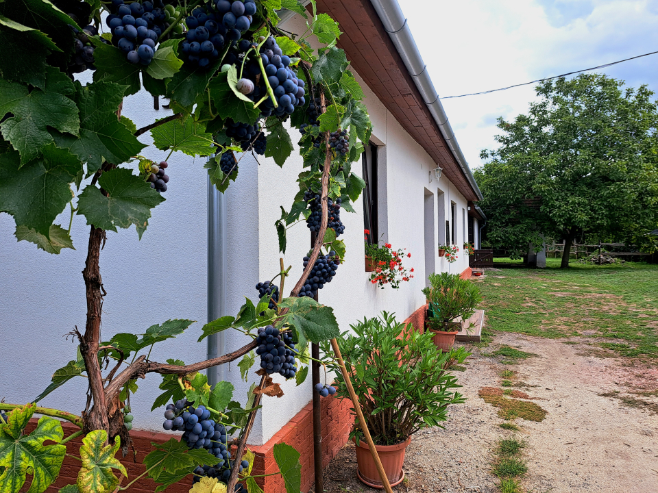 Patakparty Lak - Szilv�sv�rad