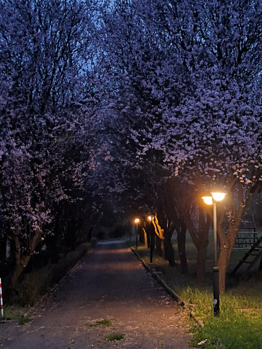 Salvus Family Pihen� Park - B�kksz�k