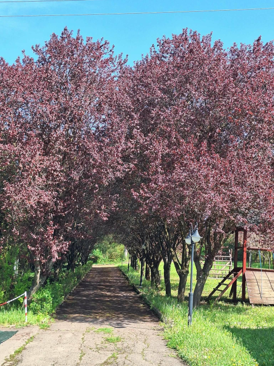 Salvus Family Pihen� Park - B�kksz�k